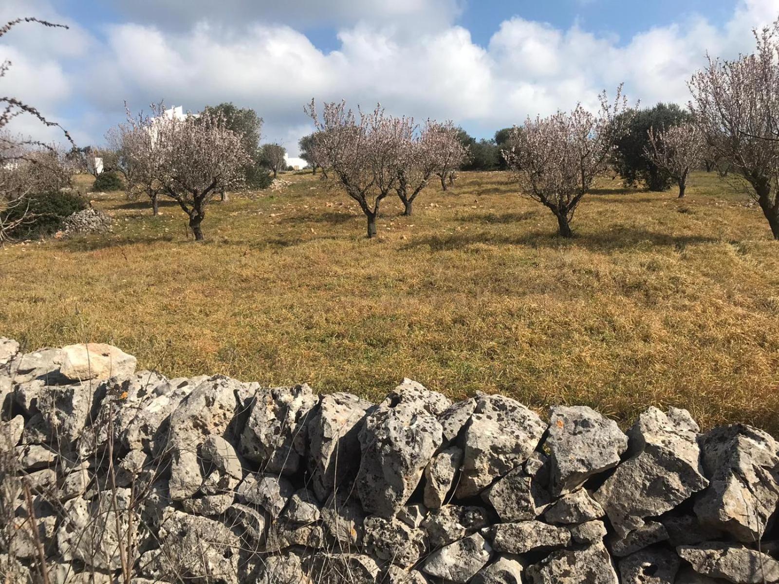 Piccolo Trullo Ostunese Le Jardin De Sophie' 오스투니 외부 사진