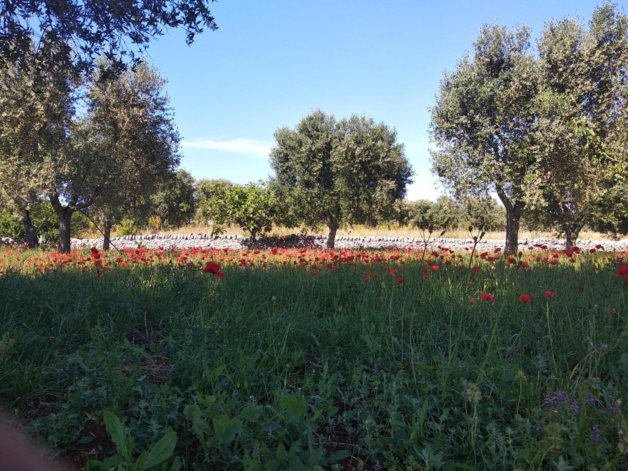 Piccolo Trullo Ostunese Le Jardin De Sophie' 오스투니 외부 사진